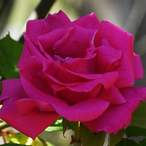 E-commerce, vendita, rose, in, vaso rose climber - rosa - Rosa Zéphirine Drouhin - rosa intensamente profumata - Bizot - I germogli di questa rosa borbonica sono quasi senza spine.
